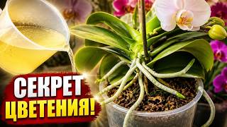 Полейте один раз! И удивительно, орхидея будет цвести круглый год!