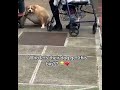 That is one fat ass dog😳 #fatdog #dog #crazy #animal #funny
