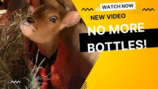 Calf Bucket Training: The Ultimate Guide