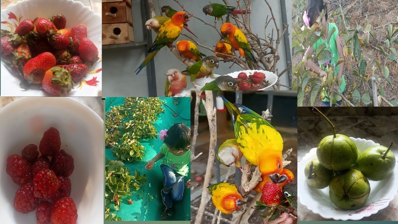 farm fresh fruits eating conure birds YouTube