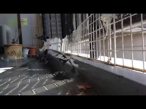 ステルス迷彩カメラ加工サンプル動画「光学迷彩ネコ（Active camouflage cat）」