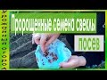 ПОСЕВ СВЕКЛЫ ПРОРОЩЕННЫМИ СЕМЕНАМИ!