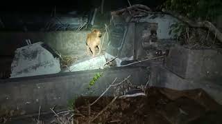 Keeping Patterdale Terriers Sane