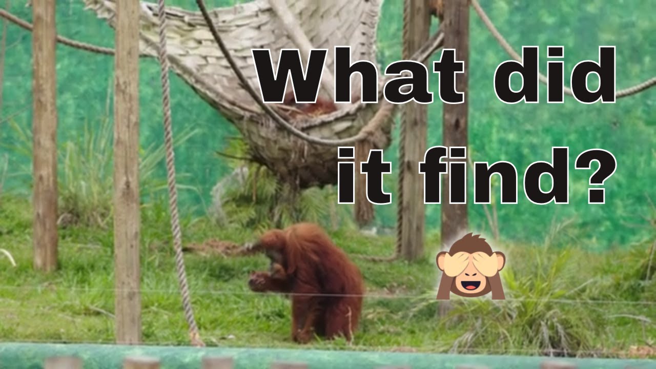 Rio de Janeiro - Zoo With Amazing Animals - YouTube