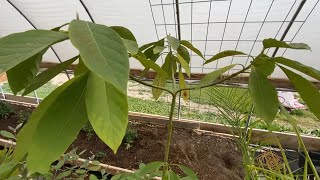 3 and a half year old avocado tree grown from seed update