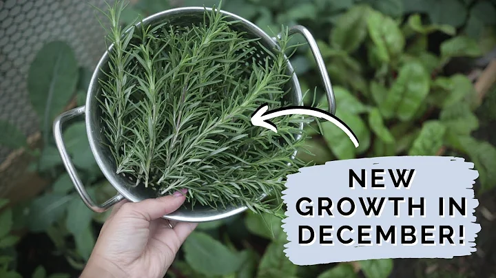 When Life Gives You Rosemary... (Garden VLOG)