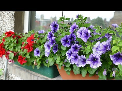 Video: The Most Fashionable Ampelous Flowers For The Garden And Balcony In