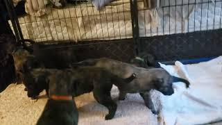 1 month old Irish Wolfhound puppies having fun July 15th /2023