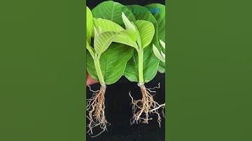 How To Grow Guava Trees From Guava Leaves /  Propagate Guava Tree #shorts #youtubeshorts #viral