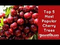 Top 5 most popular cherry trees  naturehills com