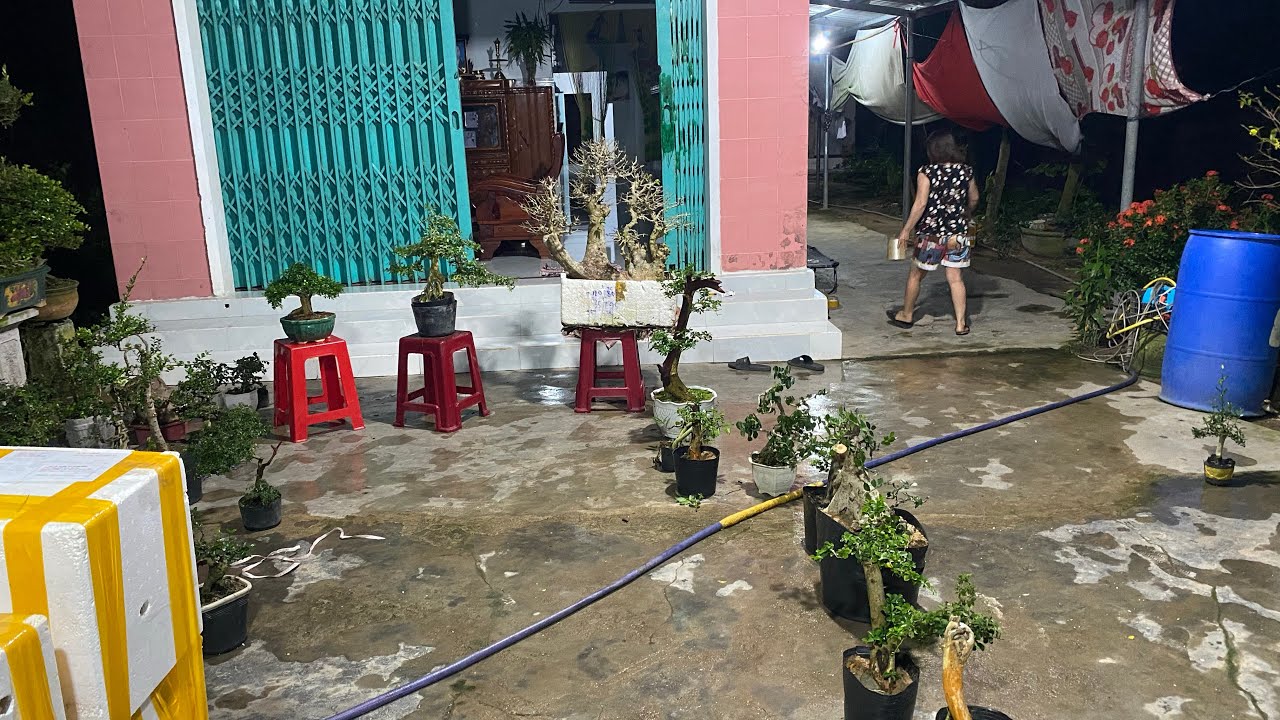 6/3 Gl ae ít mã cây cảnh 0852139168 cần ib em nhé