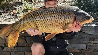 Huge Carp In The Torrens River | Adelaide City Centre