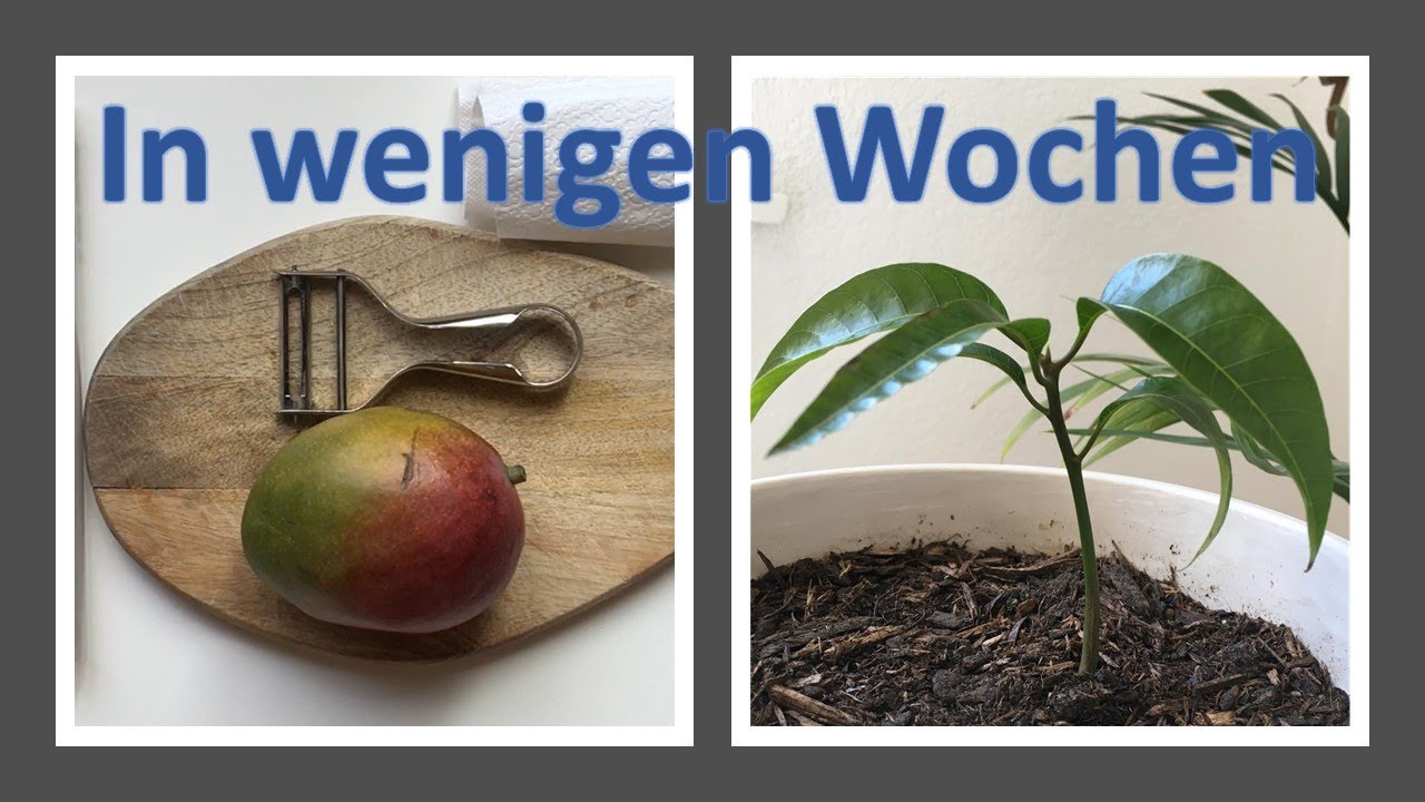 MANGOBAUM AUS KERN SELBER ZIEHEN | EINFACHSTE METHODE | GENAUE ANLEITUNG WIE MAN ES MACHT