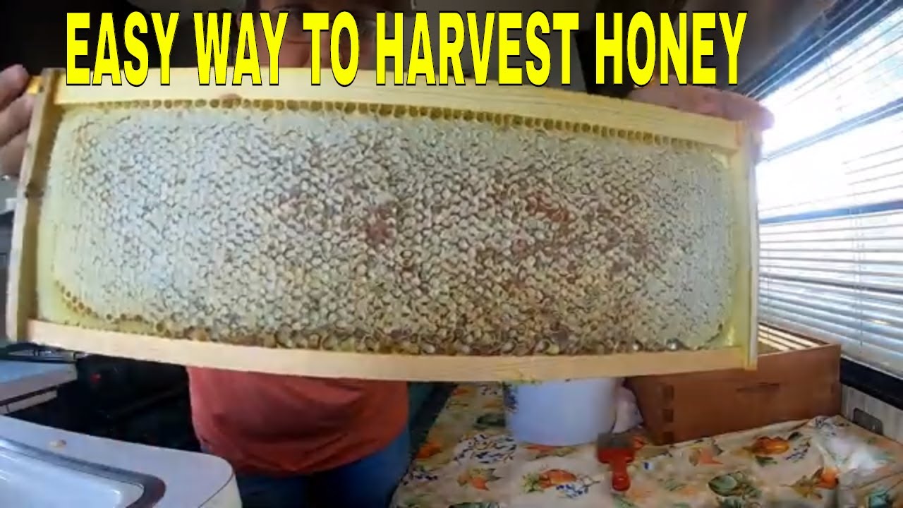 HARVESTING HONEY WITHOUT A EXTRACTOR YouTube