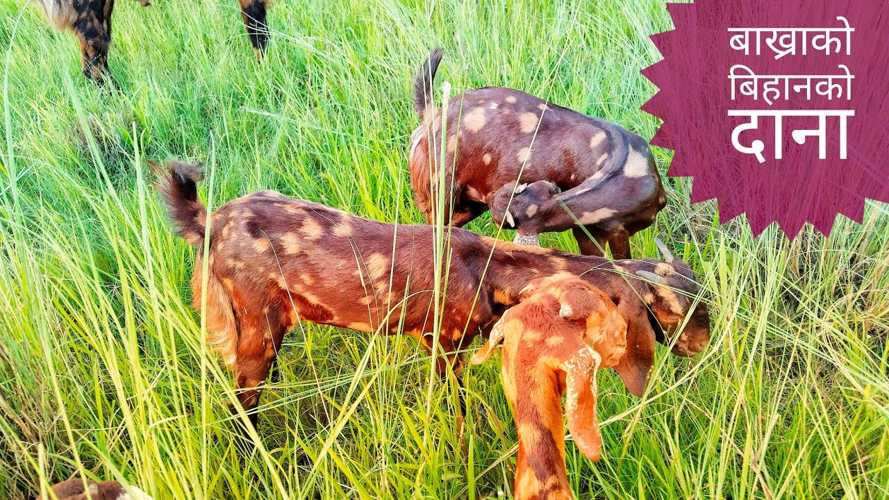 बाख्रालाई बिहानको दाना पानी दीने तरिका । बाख्राको दाना बनाउने सबैभन्दा सजिलो तरिका ।