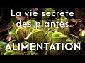 La vie secrte des plantes 23   alimentation