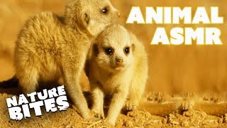 Relaxing Animal ASMR | Nature Bites by Nature Bites 2,388 views 2 months ago 8 minutes, 26 seconds