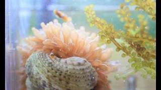 990723小丑魚愛上海葵