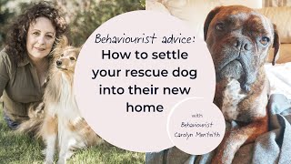 How to settle your rescue dog into their new home