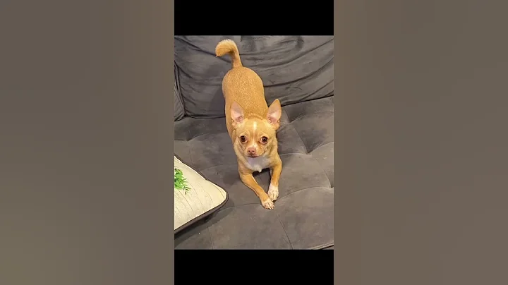 #RufflesOwnYourRidges #chihuahuasoftiktok #dogsofttiktok #chihuahuas #cute #xyzbca #fyp #viral #vir