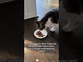 Cats hate bad smells.#cat #funny #youtube #funnycats #fyp