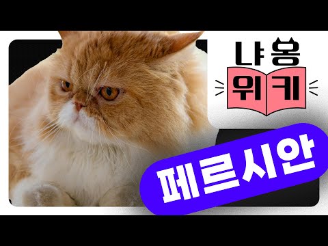 냐옹위키 페르시안 고양이 특징·건강 포인트｜비엔동물전문의료센터