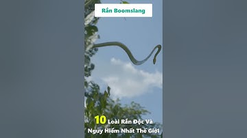 Rắn Boomslang - Top 10 Những Loài Rắn Độc và Nguy Hiểm nhất Thế giới Bạn CẦN BIẾT để Tránh xa (02)