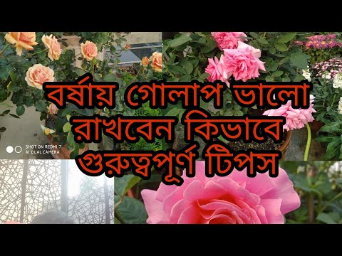 ভিডিও: গ্রীষ্মে গোলাপের যত্ন কিভাবে?