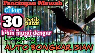 Download Lagu Meesterstem die MuraiBatu-vogels tjilpt, waardoor de emoties van de tegenstander toenemen | Het loss MP3 Download Lagu Meesterstem die MuraiBatu-vogels tjilpt, waardoor de emoties van de tegenstander toenemen | Het loss MP3