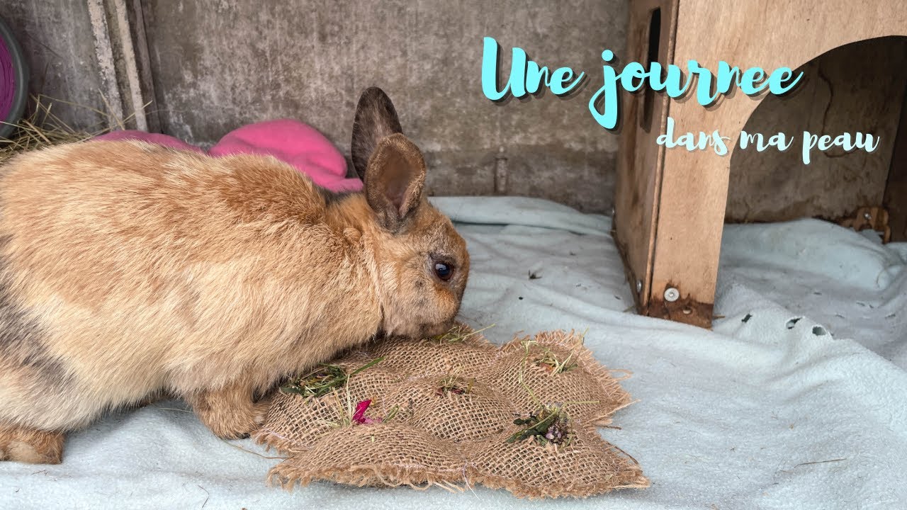 Une journée dans ma peau avec mes animaux: colis, friandises pour les lapins, canetons...