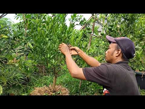 Video: Lopper Listrik: Bagaimana Memilih Lopper Rantai Taman Bergagang Panjang Untuk Memangkas Pohon? Fitur Model Bosch