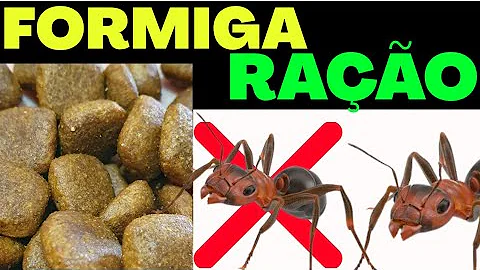 Como fazer comida para formigas?