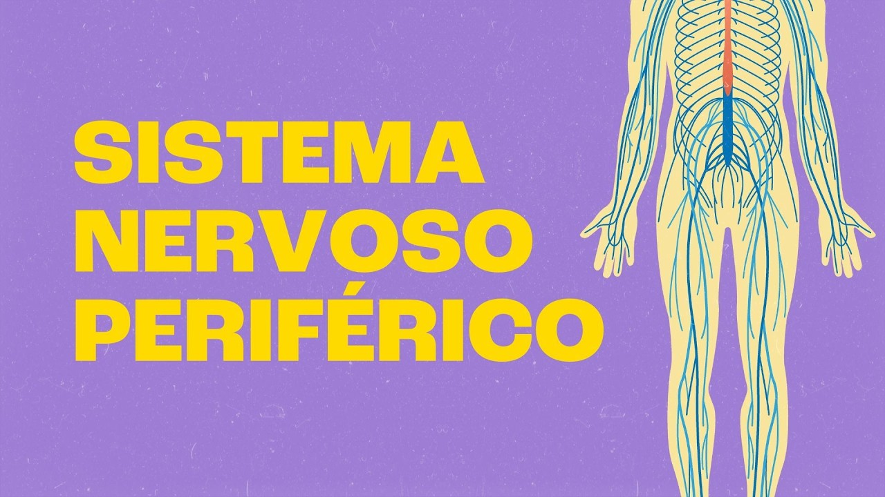 Sistema Nervoso Periférico | Você Mexe os Dedos por Causa Dele