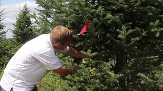 Chris Kyle Tree Tagging 2017
