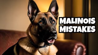 Avoid These 7 Belgian Malinois Mistakes or Ruin Your Relationship!