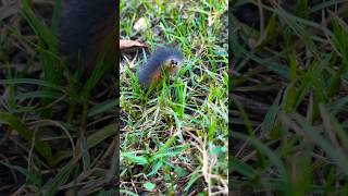 Woolly Bear Caterpillar: Nature&#39;s Tiny Traveler! #beautiful #nature #wildlife #georgia