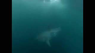 GoPro - Man Jumps off Cliff And Has Close Call With A Great White Shark