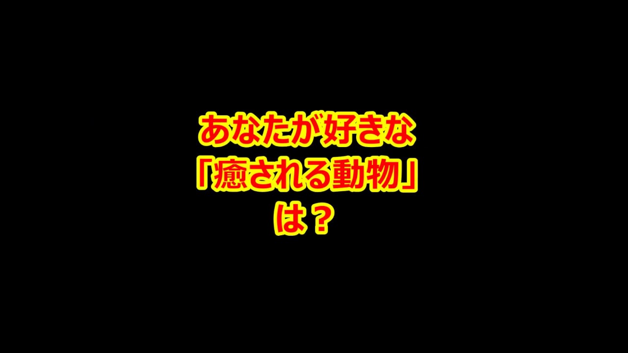 Twitterアンケート あなたの好きな 癒される動物 は Youtube