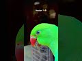 Funny Mithhu Reaction 🦜😂 #funny #parrot #talkingparot #cuteparrot #cute #viralvideoshorts