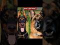 # GermanshepherdXdobberman edit ☠️🔥 #germanshepherd #dobberman #trollface #trolledit