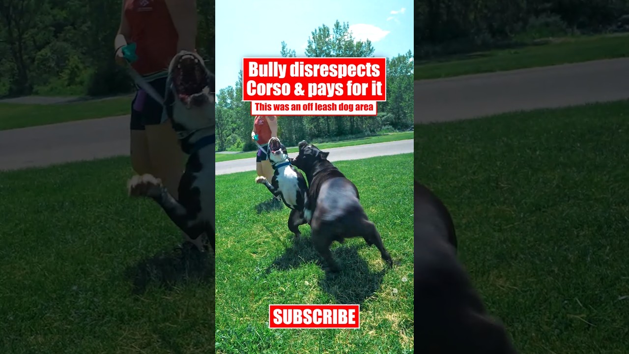Bully Disrespects Corso Pays For It Canecorso Dog Shorts Crime