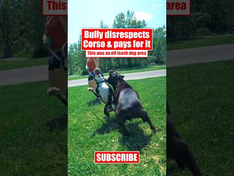 Bully Disrespects Corso