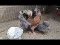 Mis gallinas que buscan nuevo hogar