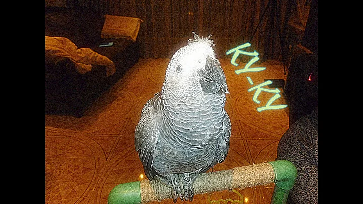 6     )#6 month Jacquot Peter portrays the cuckoo)