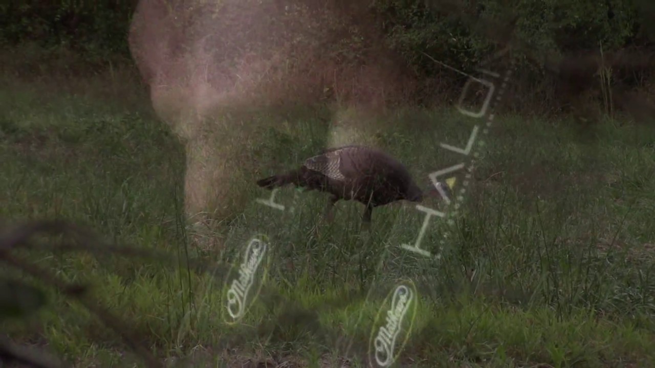 Turkey Hunting Illinois Fall Archery Season with Mathews Halon YouTube