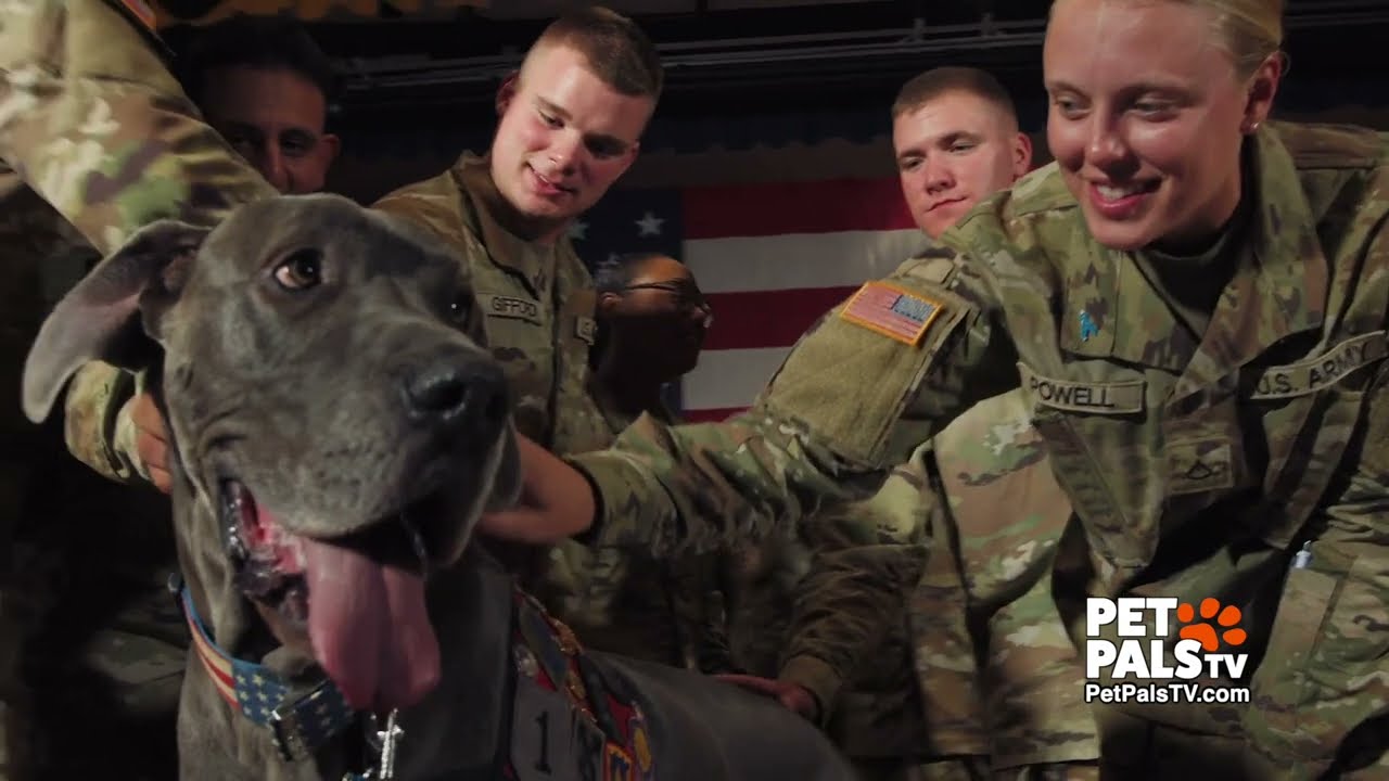 Maverick is a hero dog