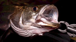 シーバス橋脚の明暗で釣りまくる