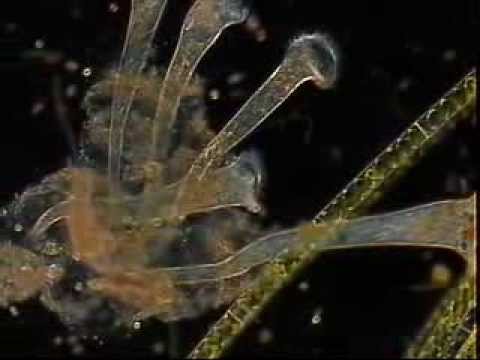 STENTOR ROESELI CILIADO CILIATE bacterial transformation