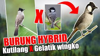 ADA LAGI INI BURUN9 HYBR1D...SIL4NG4N KUTILANG X GELATIK WINGKO