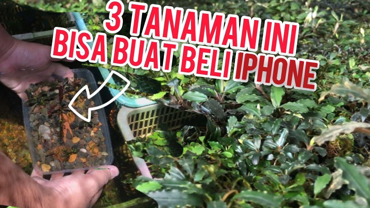 GIL4‼️farm Bucepalandra Terbesar Di KALTENG BORNEO - banyak SULTANnya‼️